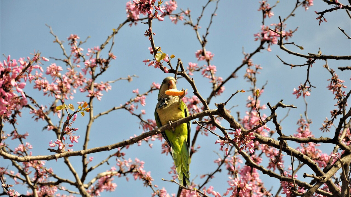 Blick auf Barcelona im Frühling mit blühenden Bäumen, angenehmen Temperaturen und weniger Touristen - die ideale Reisezeit